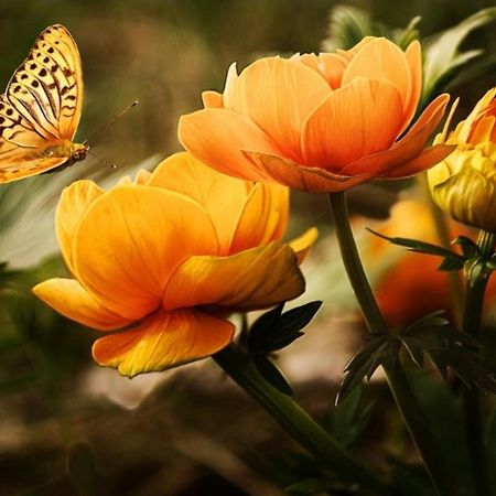 Къща За Гости Вълчеви Несебър Esterno foto